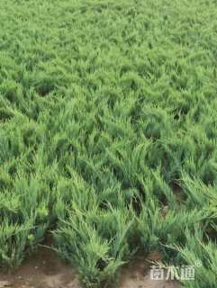 高度40厘米沙地柏