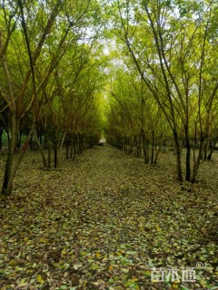 高度500厘米丛生金枝槐