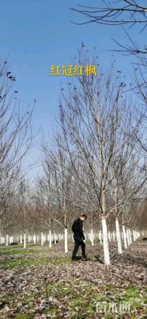 15公分美国红枫