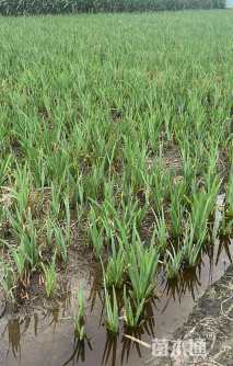 高度20厘米鸢尾