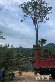 15公分黄花风铃木