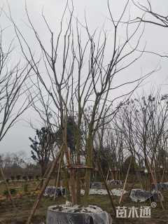 10公分(5杆)丛生朴树