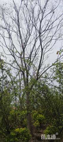 25公分黄山栾树