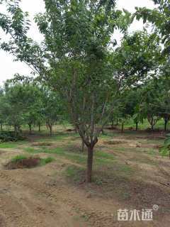 20公分榉树