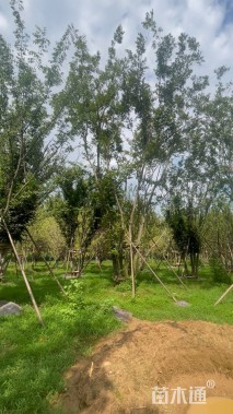 75公分(5杆)丛生朴树