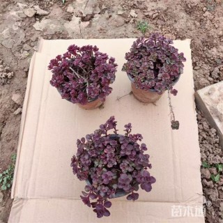 高度28厘米红叶景天