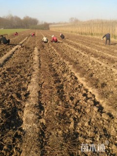 高度35厘米大花月季