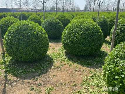 9公分高杆卫矛球