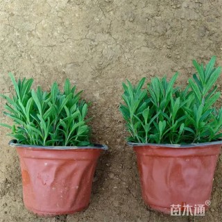 高度22厘米薰衣草