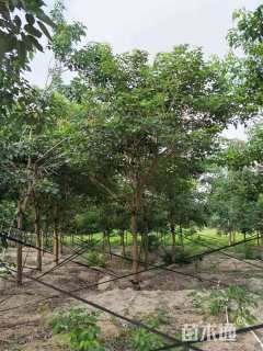 8公分紫花风铃木