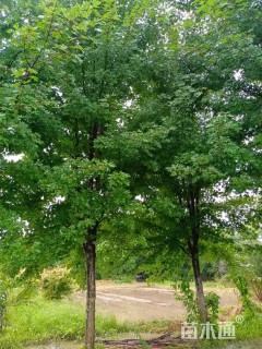 15公分美国红枫