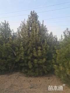 高度500厘米白皮松