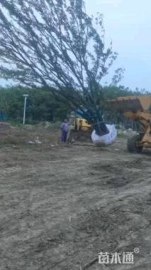 80公分(5杆)丛生朴树