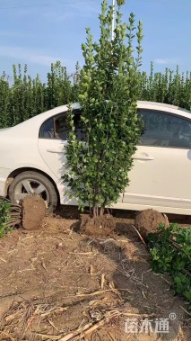 高度180厘米北海道黄杨柱