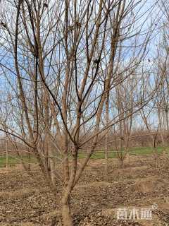 高度4厘米丛生五角枫