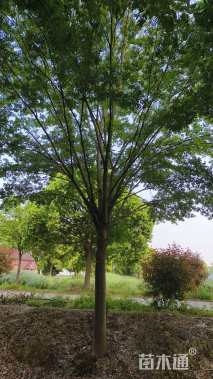 23公分榉树