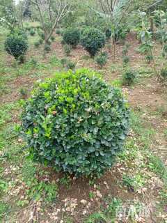 高度100厘米冬青球