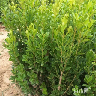 高度80厘米小叶黄杨