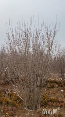 高度500厘米丛生丁香