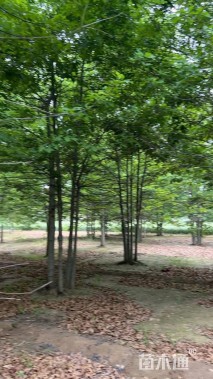 50公分(6杆)丛生娜塔栎