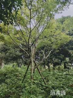 15公分中国红枫