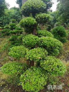 30公分造型赤楠