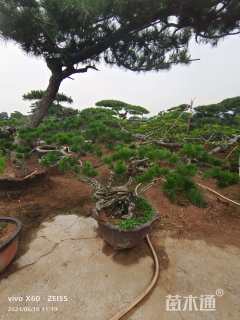 高度100厘米黑松