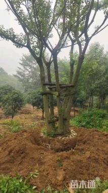 100公分(5杆)丛生乌桕