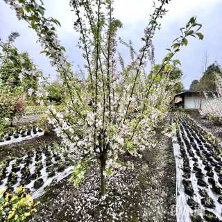 10公分西府海棠
