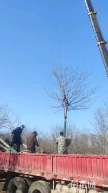 15公分染井吉野樱