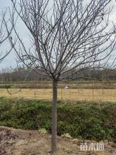 10公分高杆樱花