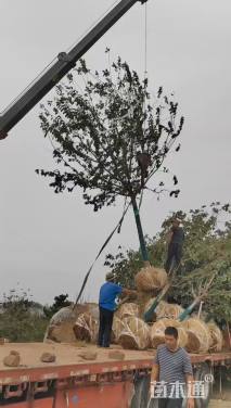 12公分高杆樱花