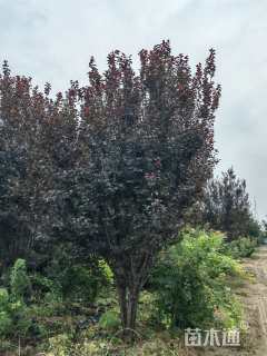 高度500厘米丛生紫叶李