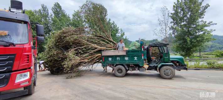 30公分丛生杨梅