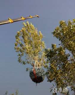 高度500厘米丛生白蜡