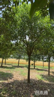 15公分大叶女贞