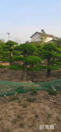 18公分造型对节白蜡