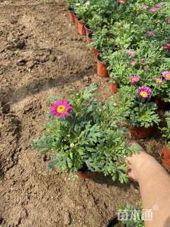 高度20厘米玛格丽特花