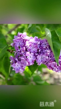高度180厘米丁香