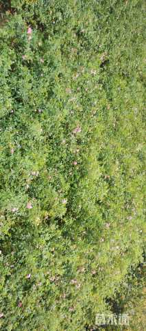 高度40厘米丰花月季