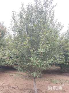 20公分北美海棠