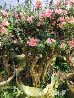 高度150厘米杜鹃