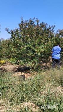 高度3厘米丛生花石榴
