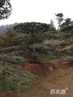 15公分造型油松