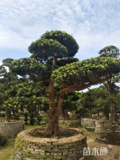 30公分造型日本罗汉松