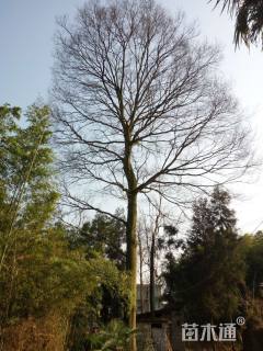 65公分朴树