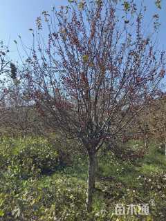 12公分亚当海棠