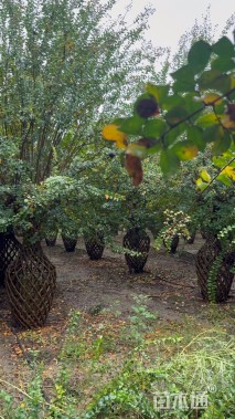 30公分紫薇花瓶