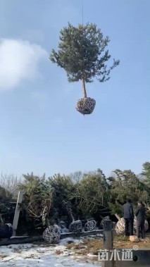 高度600厘米油松