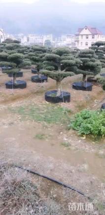 15公分造型五针松